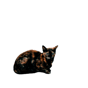 Tortoiseshell Cat Sitting On A Street Sidewalk With A Rocky Background. 18208 - Cat PNG image with transparent background